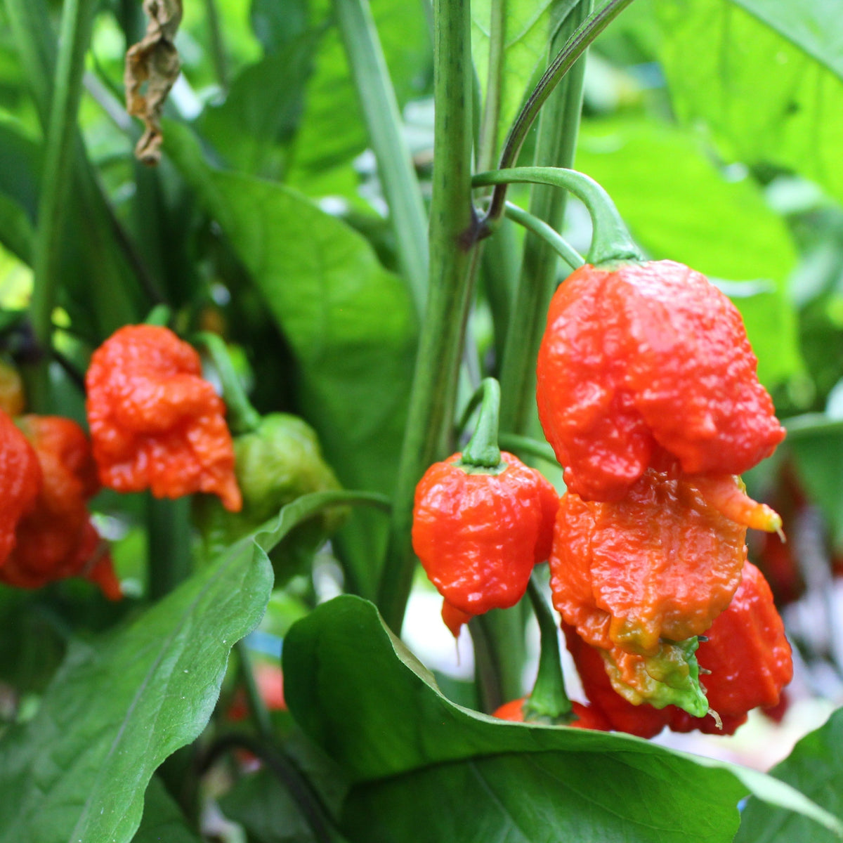 Reife Carolina-Reaper-Chilischoten als schärfste erhältliche Alternative zu Pepper X