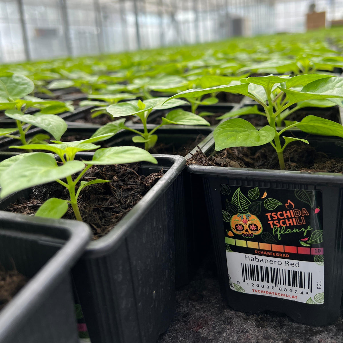 Optimal gepflegte Habanero Chilipflanze im Topf