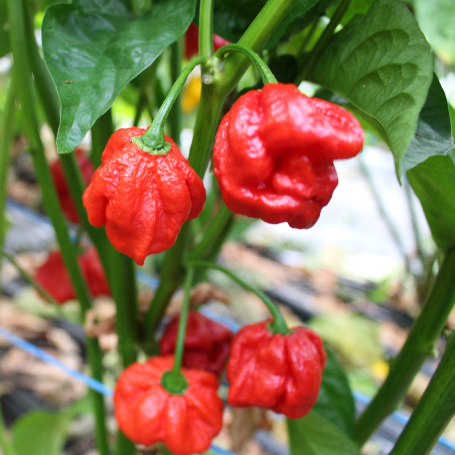 7Pot Jonah - Chilipflanze