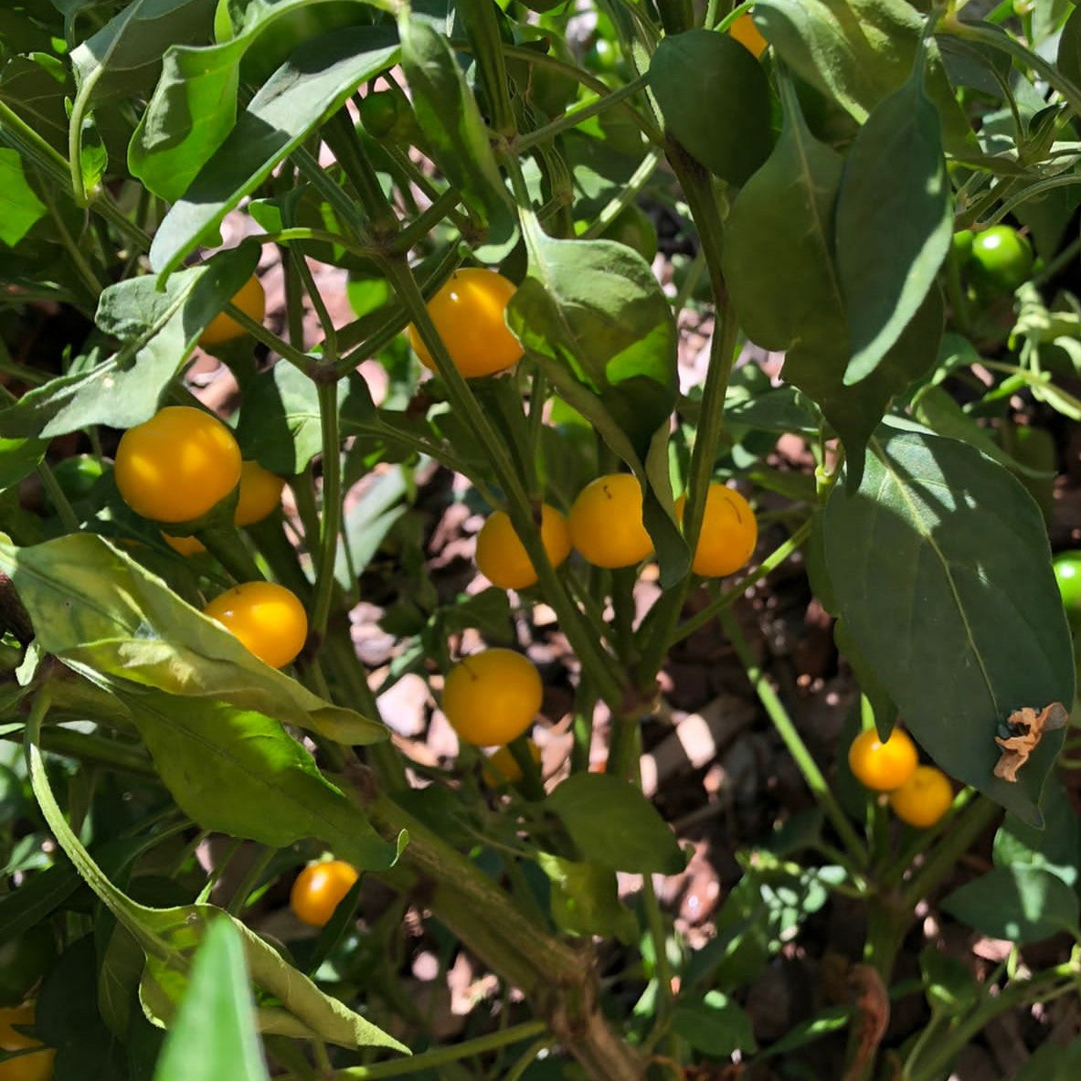 Aji Charapita - Chilipflanze