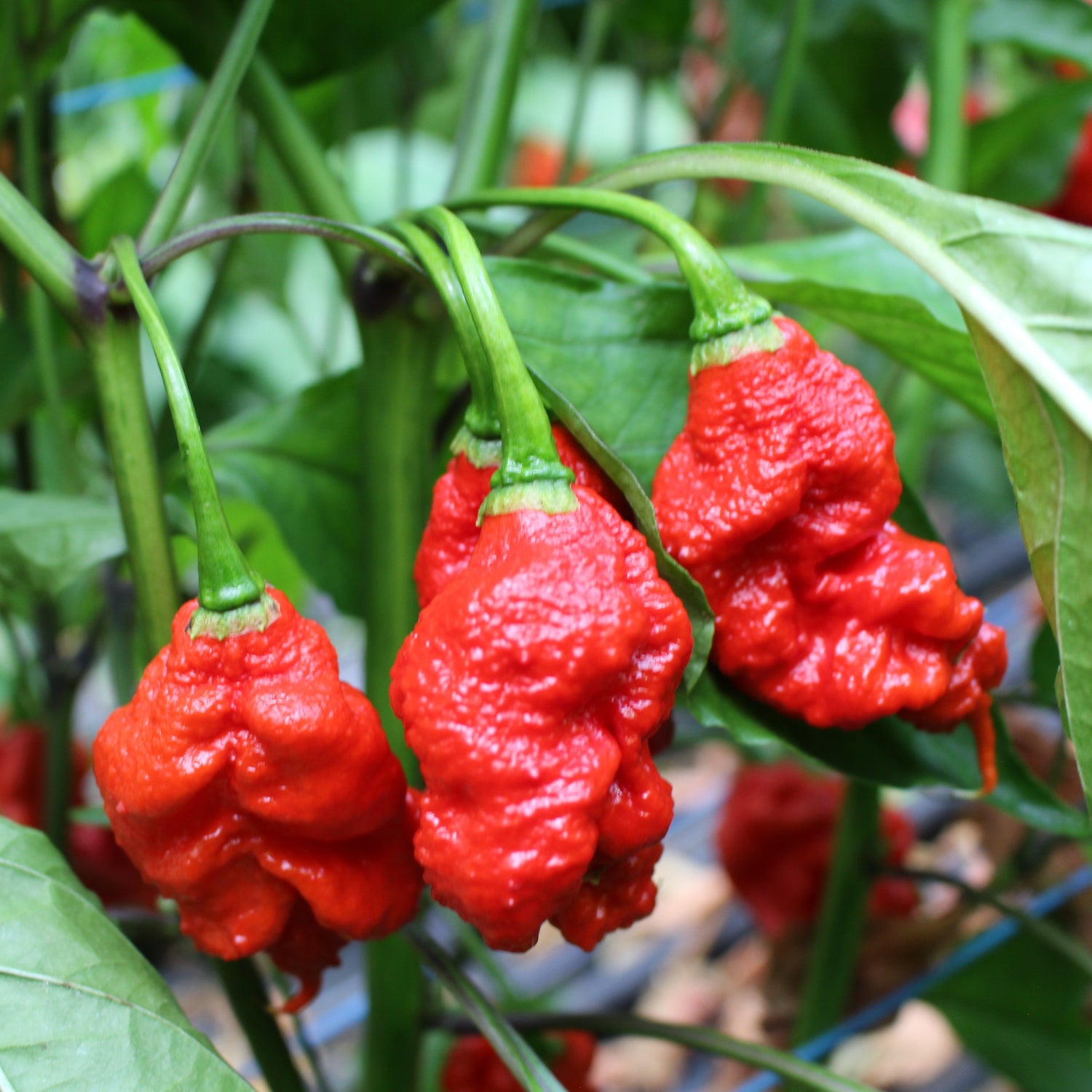 Carolina Reaper - Chilipflanze