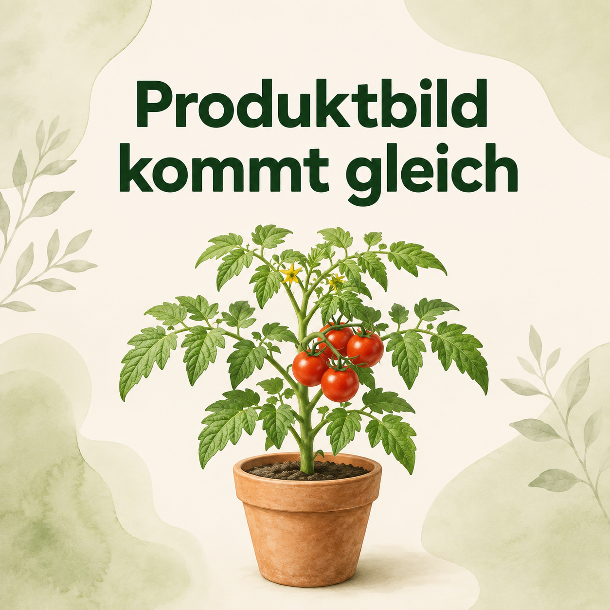 Golden Bumblebee - Tomatenpflanze