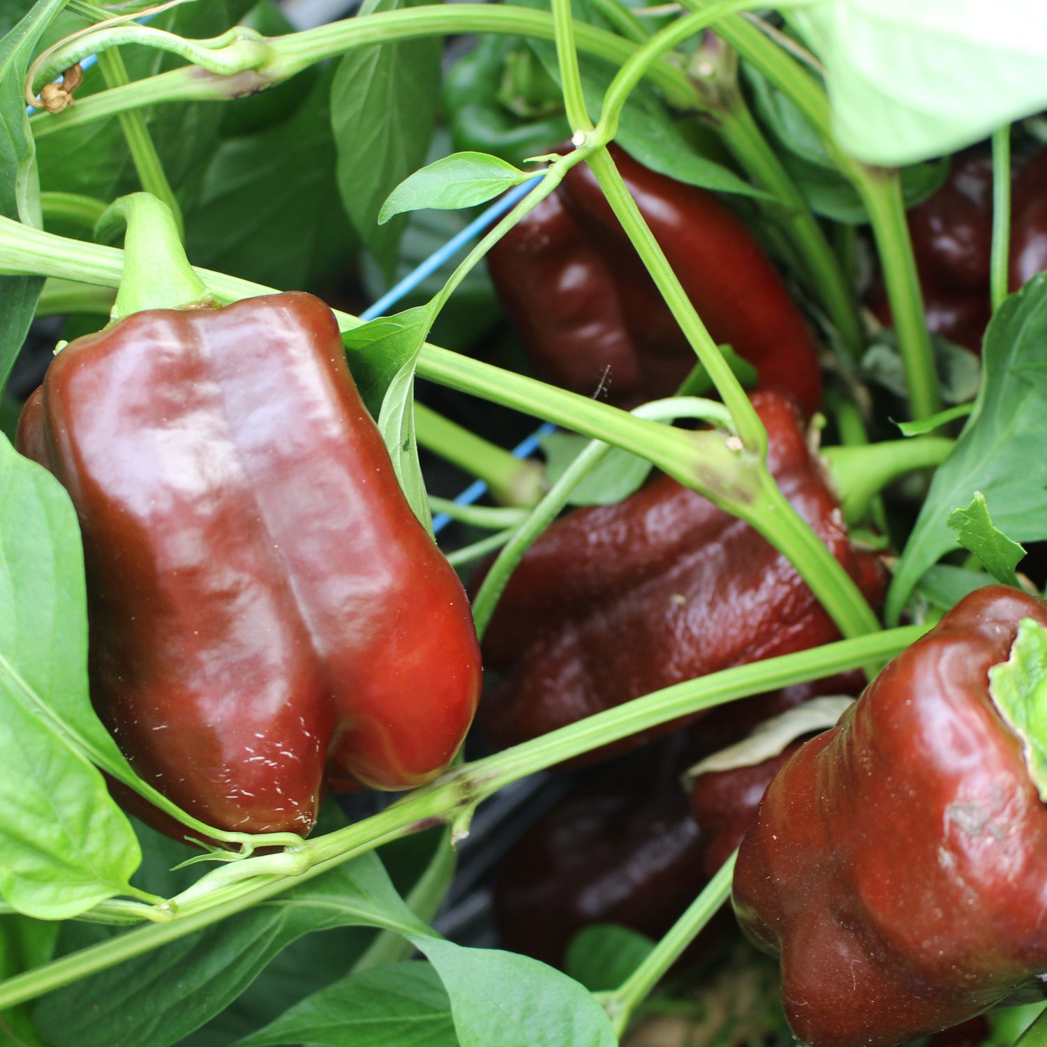 Chocolate Beauty Paprika - Chilipflanze