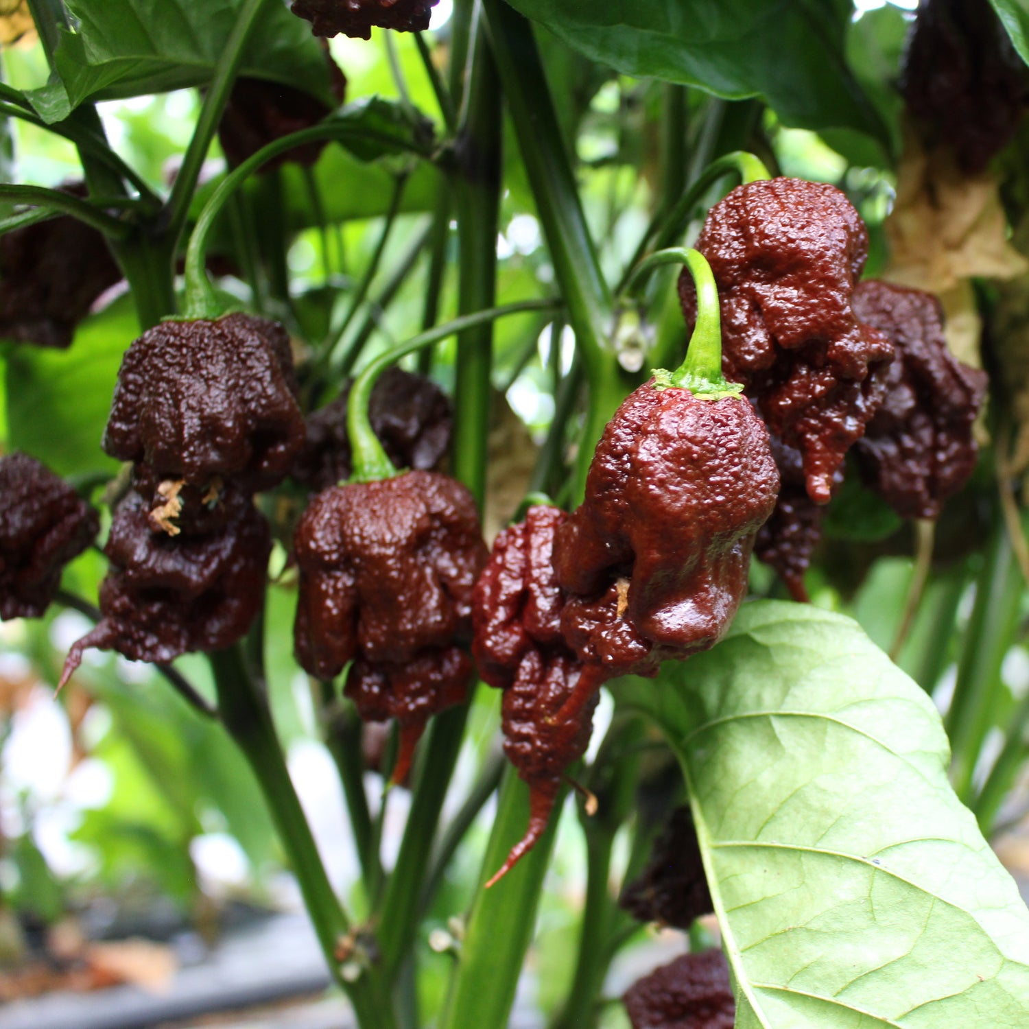 Chocolate Reaper - Chilipflanze