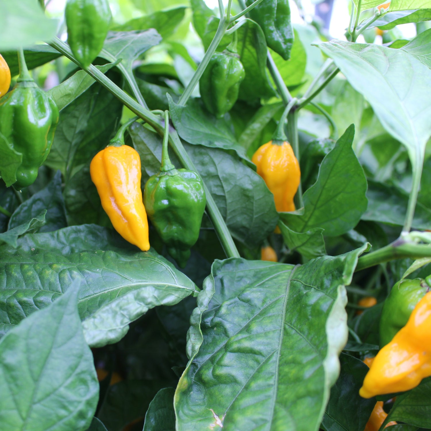 Devil's Tongue Yellow - Chilipflanze