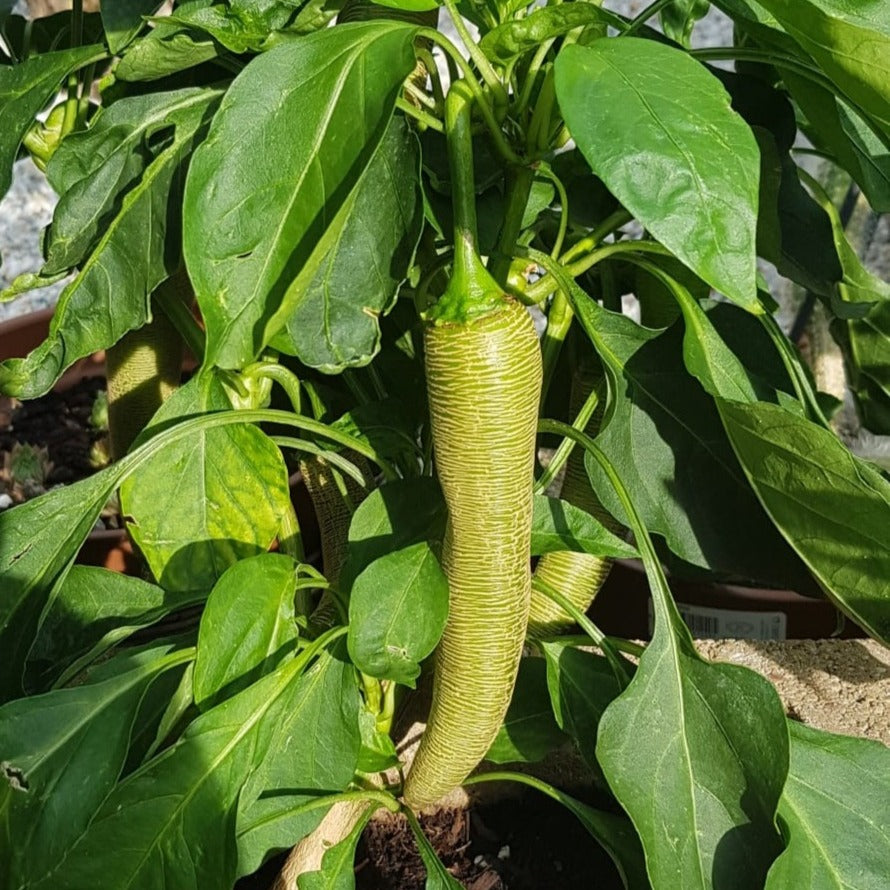Elefantenchili - Chilipflanze