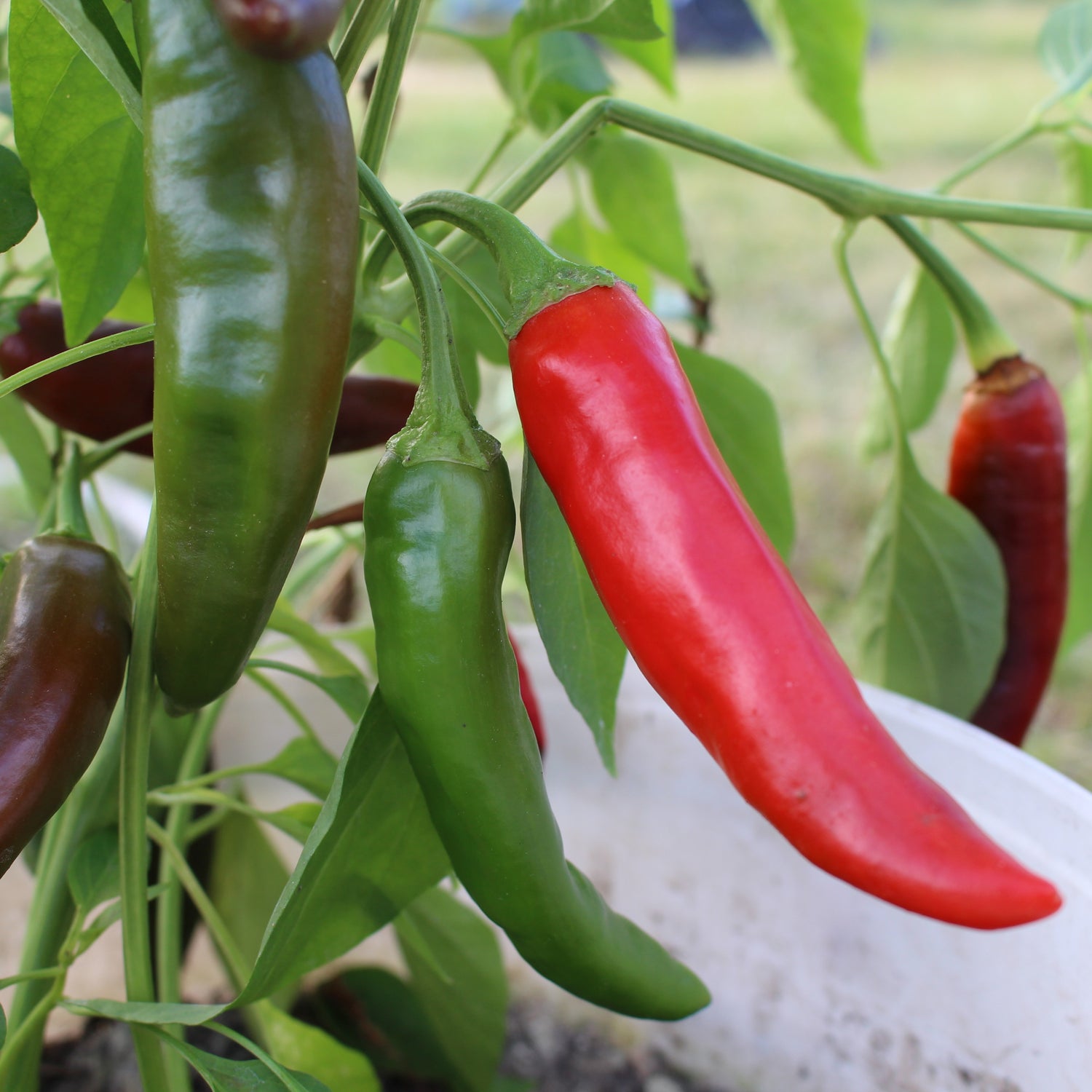 Guajillo - Chilipflanze
