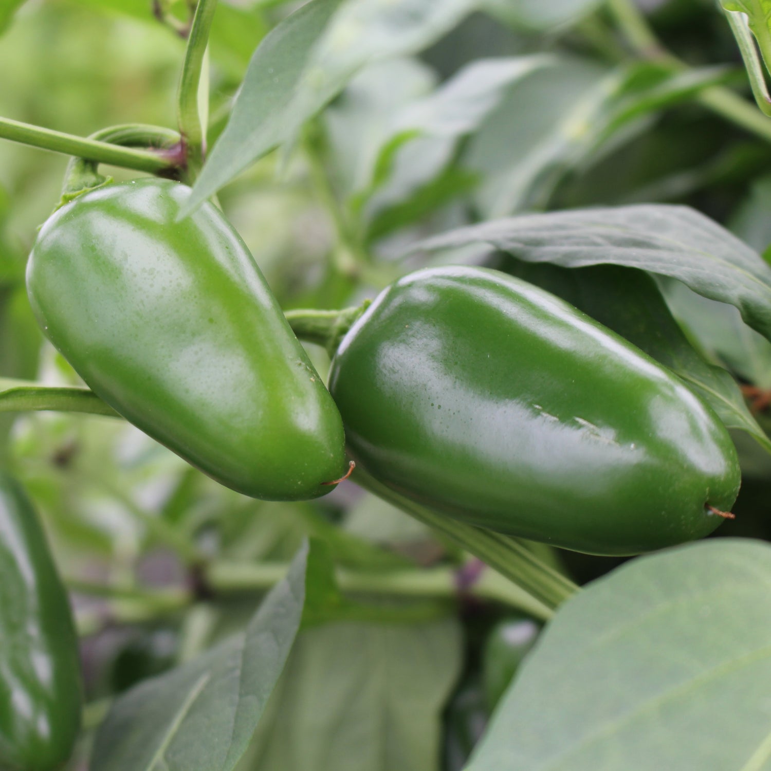 Jalapeño - Chilipflanze