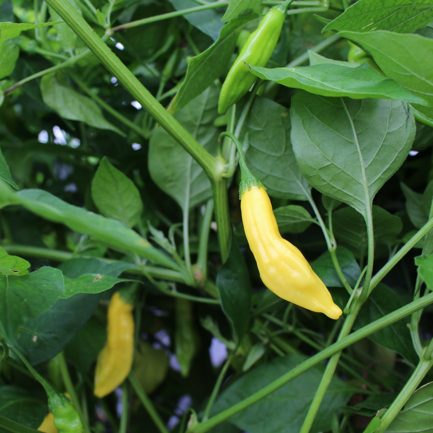 Lemon Drop - Chilipflanze