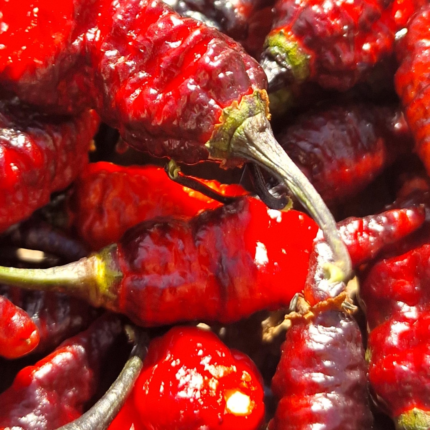Naga Twister Black - Chilipflanze