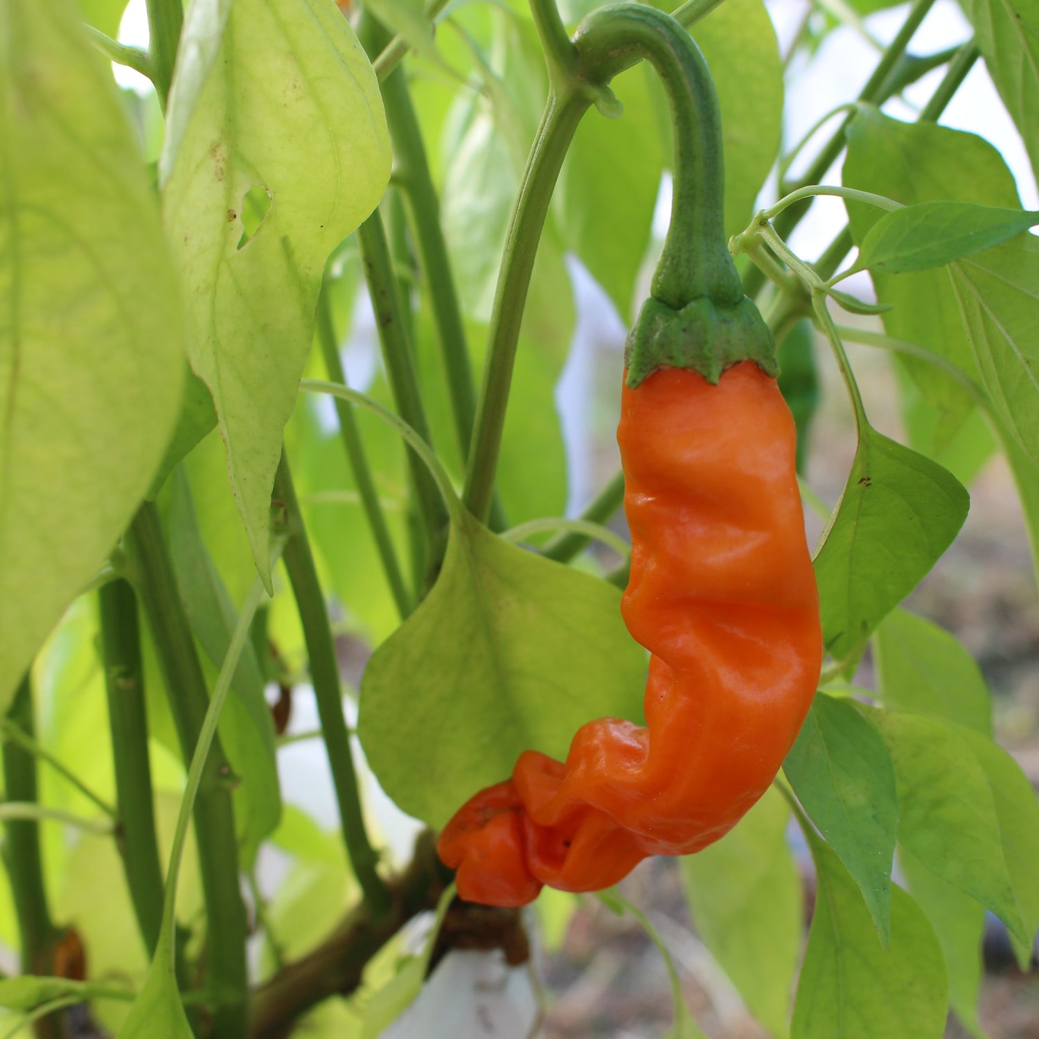Peter Pepper Orange - Chilipflanze