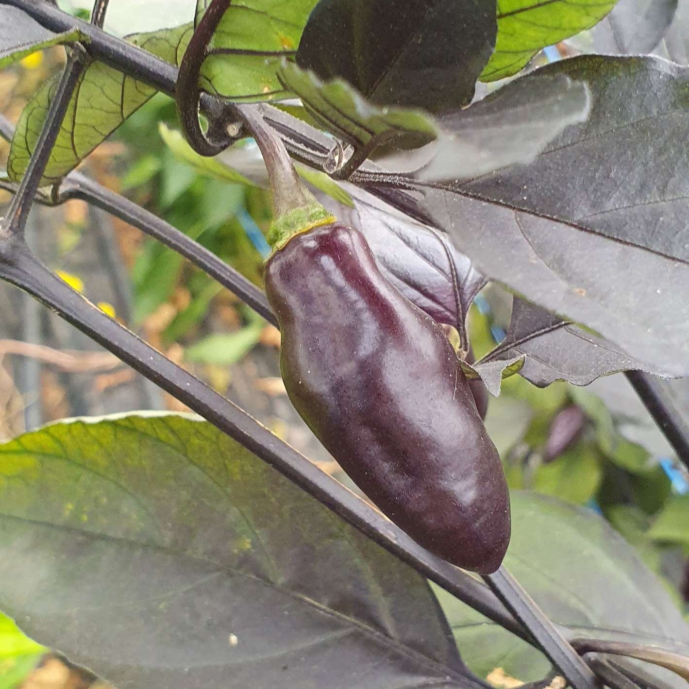 Pimenta da Neyde - Chilipflanze