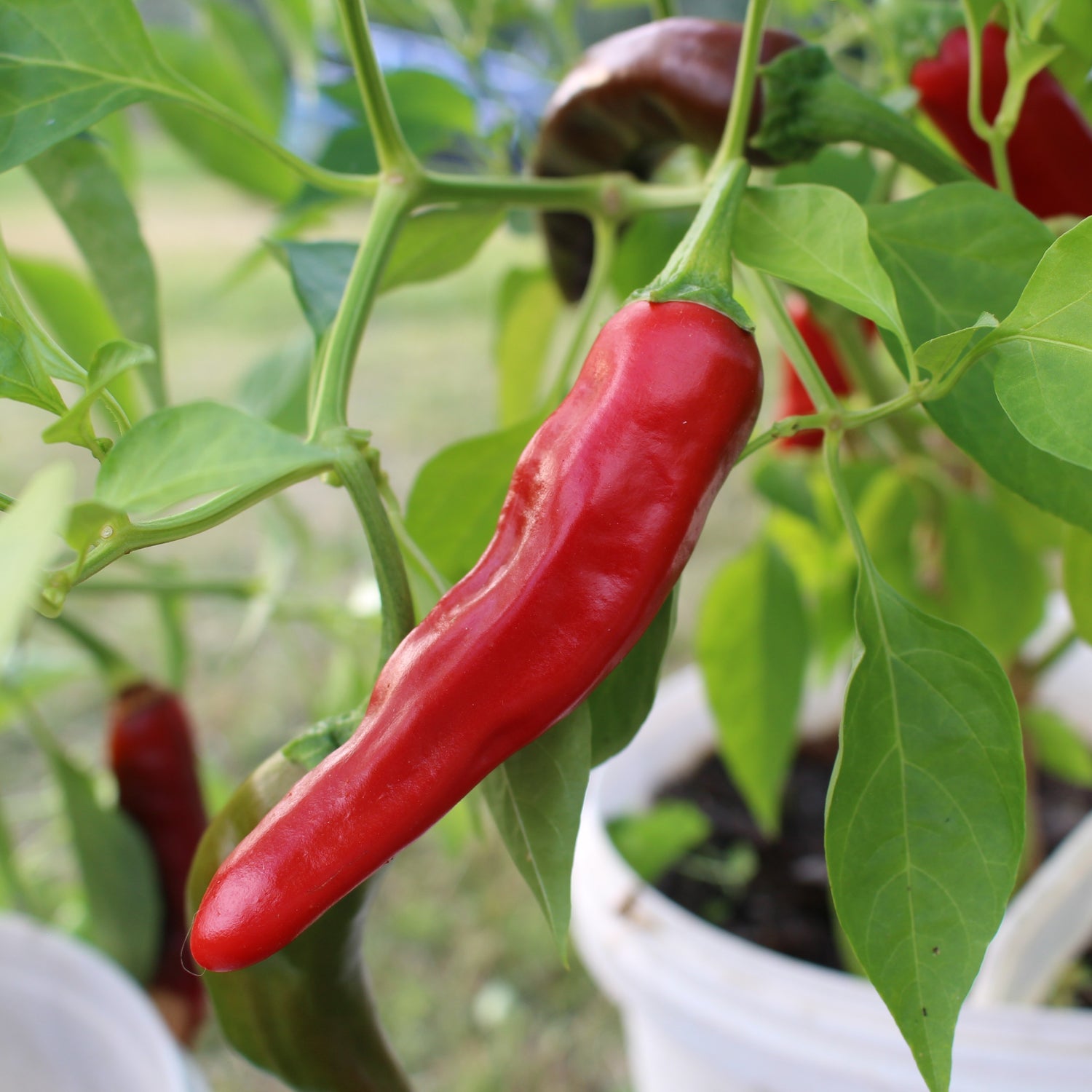 Pimiento de Padron - Chilipflanze