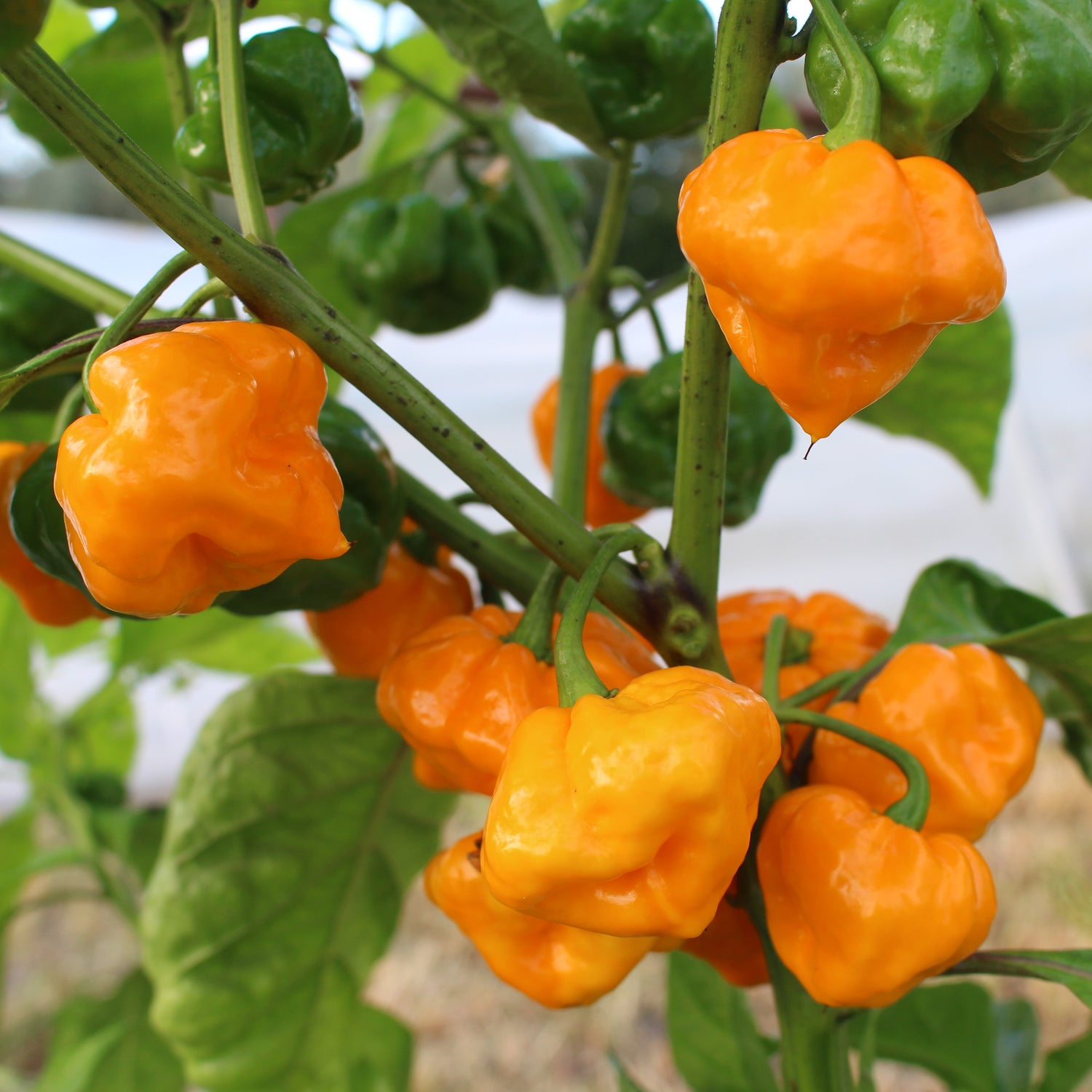 Scotch Bonnet Yellow - Chilipflanze
