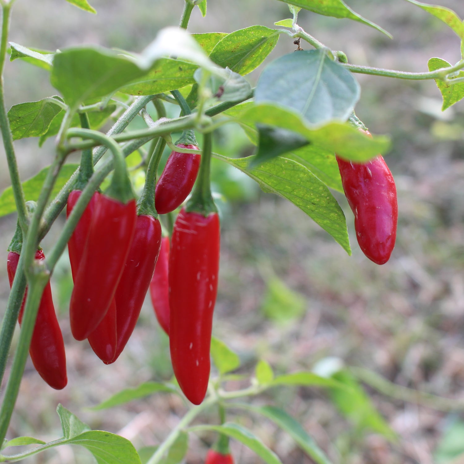 Serrano - Chilipflanze