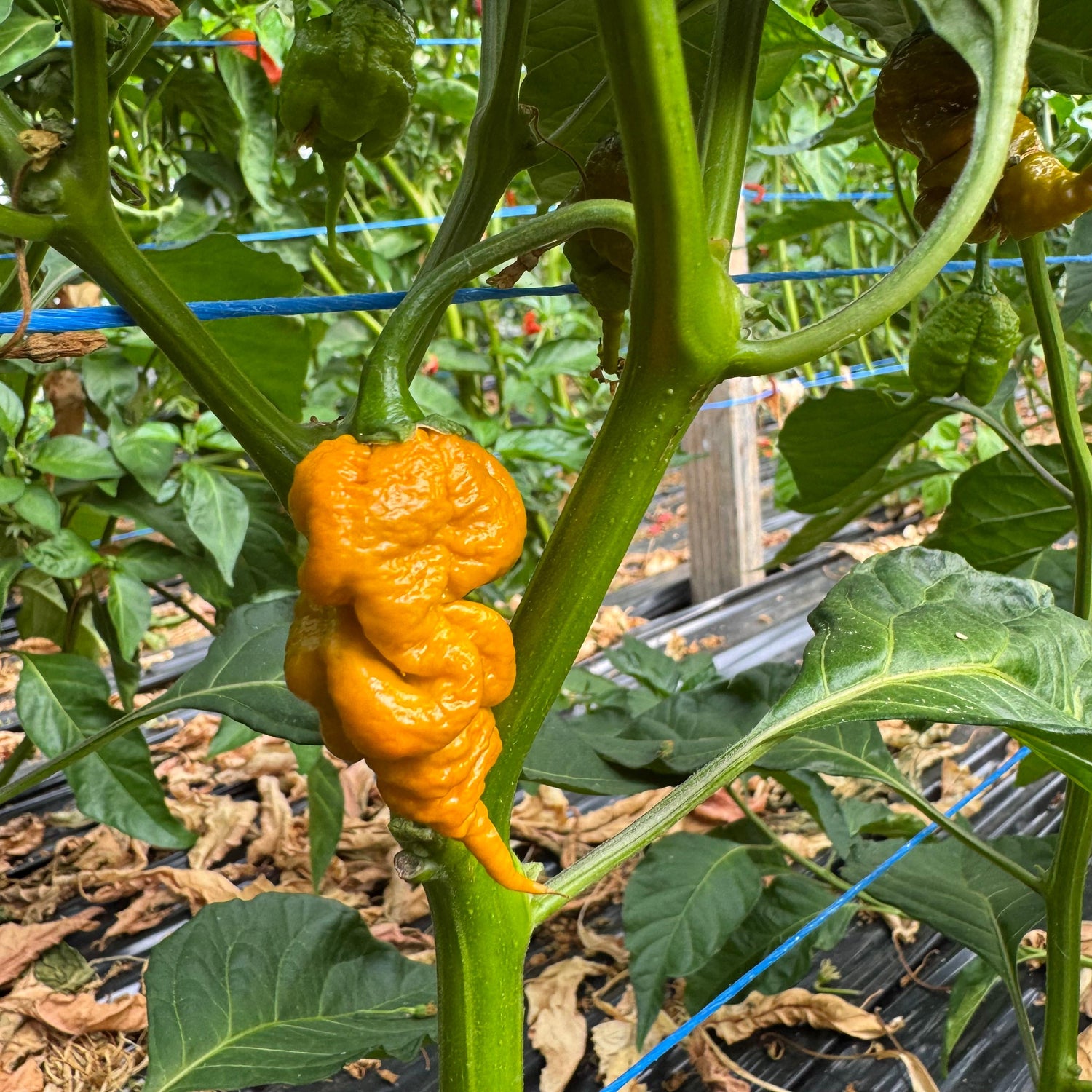 T-Rex Mustard - Chilipflanze