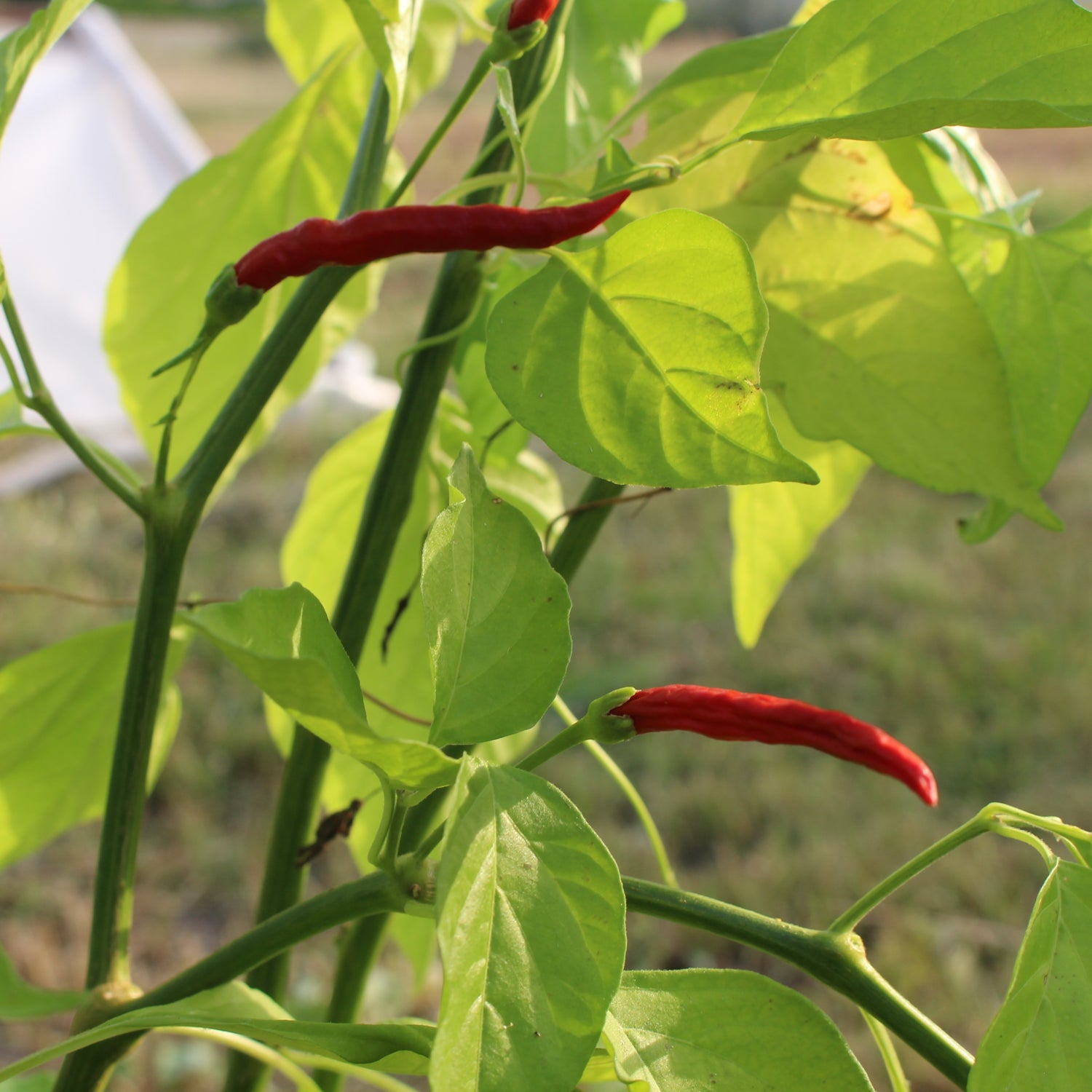 Thai Red - Chilipflanze