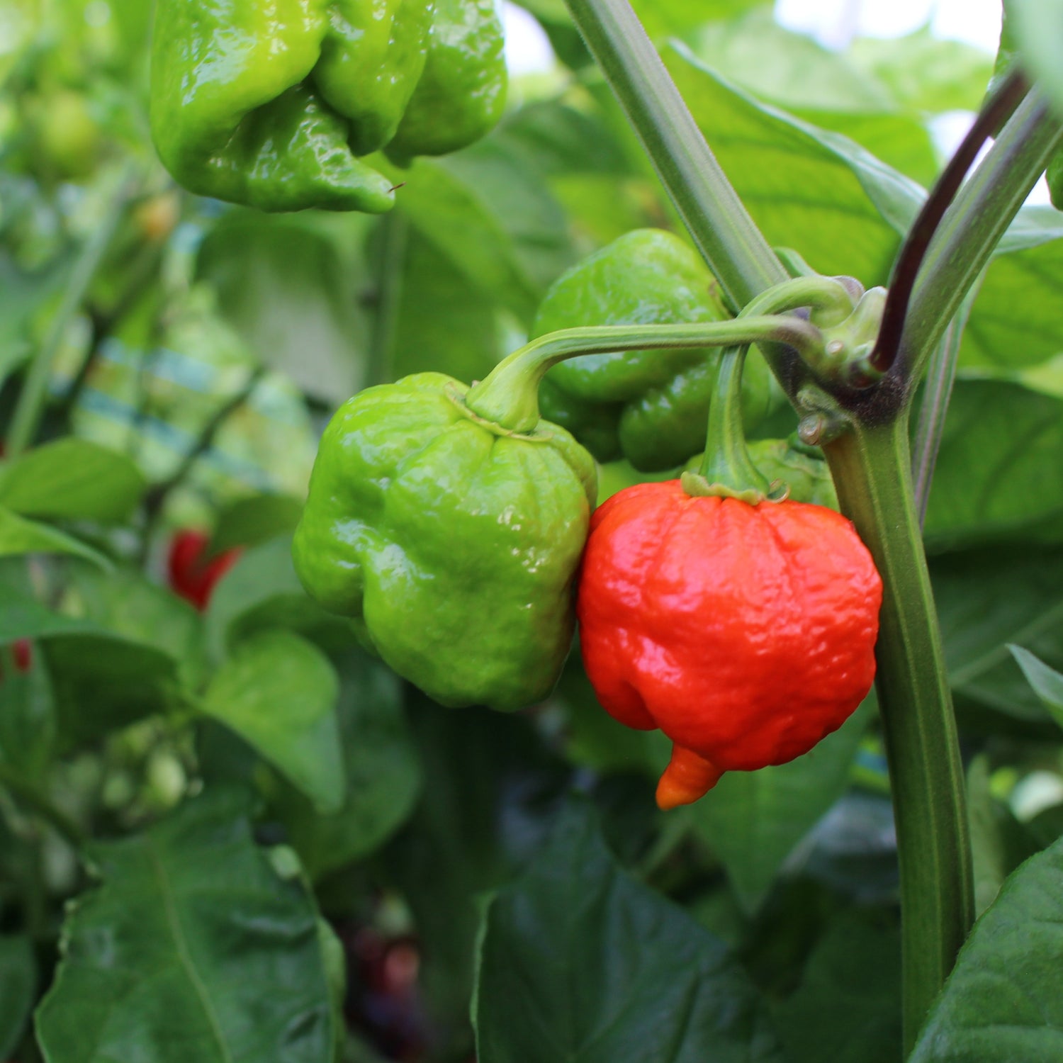Trinidad Scorpion - Chilipflanze