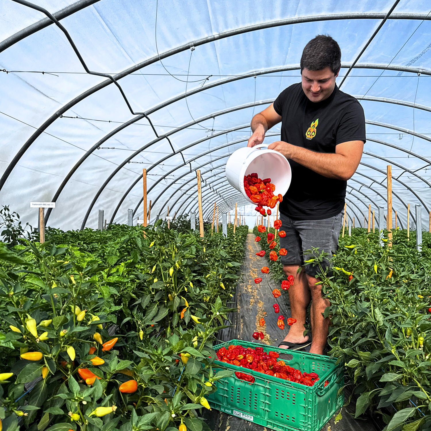 Wie sich Chili auf den Körper auswirkt