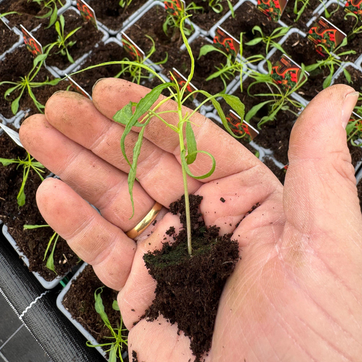 Frisch gekeimte Tomatensämlinge mit sichtbaren Keimblättern in Anzuchterde