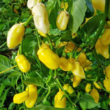 7Pot Bubblegum Yellow - Chilipflanze