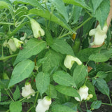 Aji Confusion - Chilipflanze