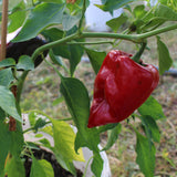 Ancho Poblano - Chilipflanze