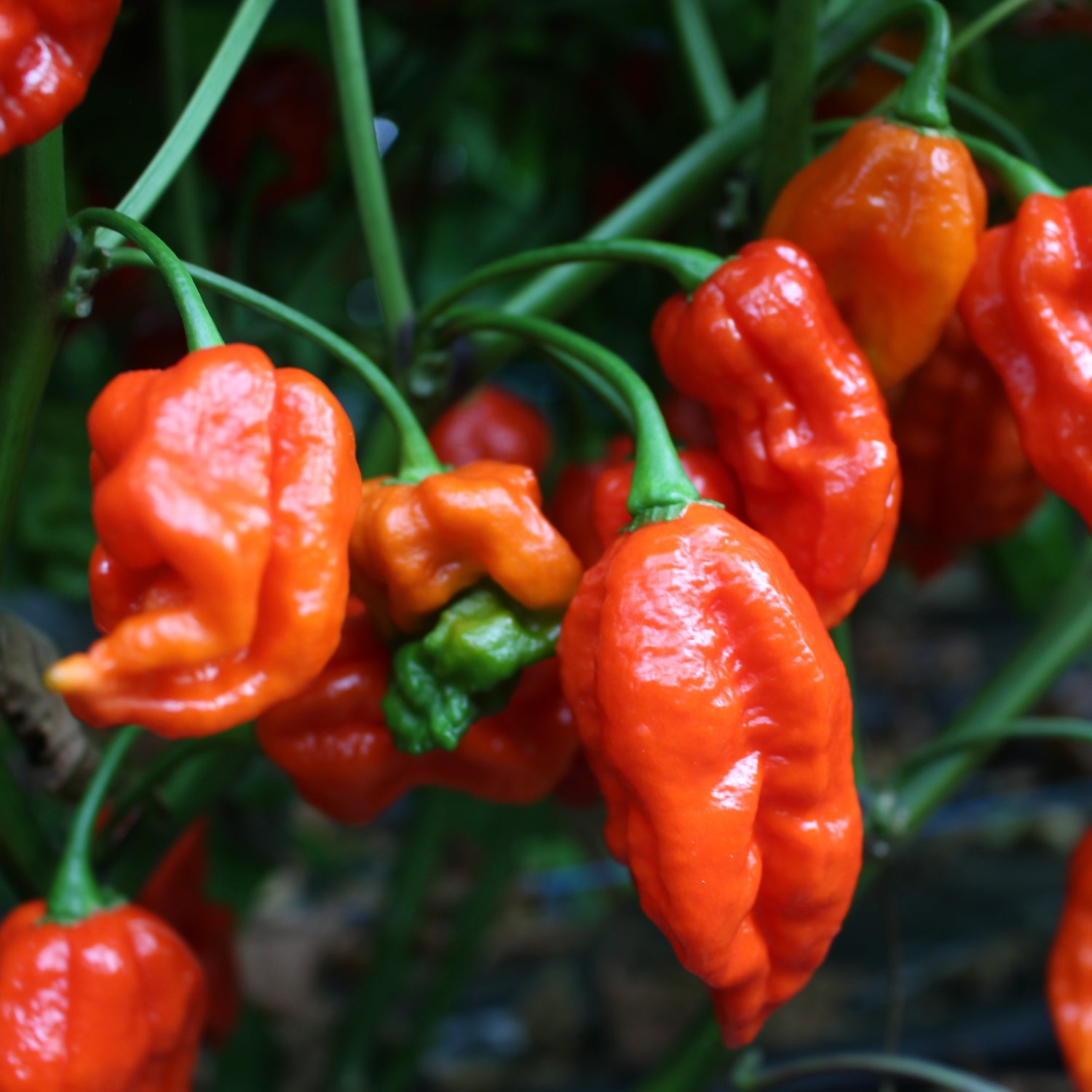 Bhut Jolokia - Chilipflanze