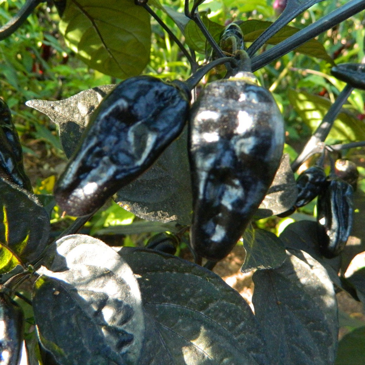 Black Kathumby - Chilipflanze