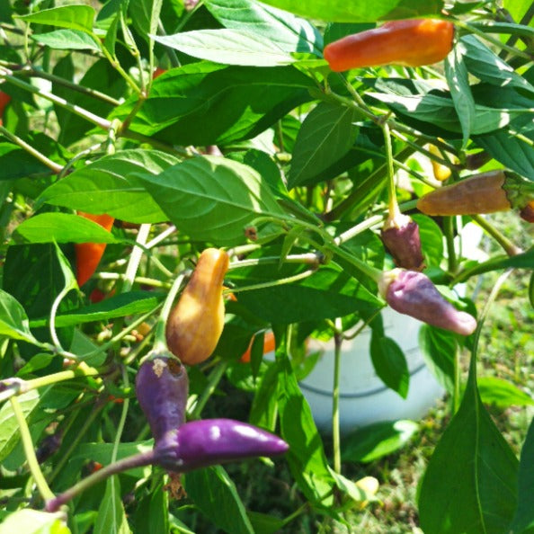 Black Scorpion Tongue - Chilipflanze