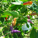 Black Scorpion Tongue - Chilipflanze