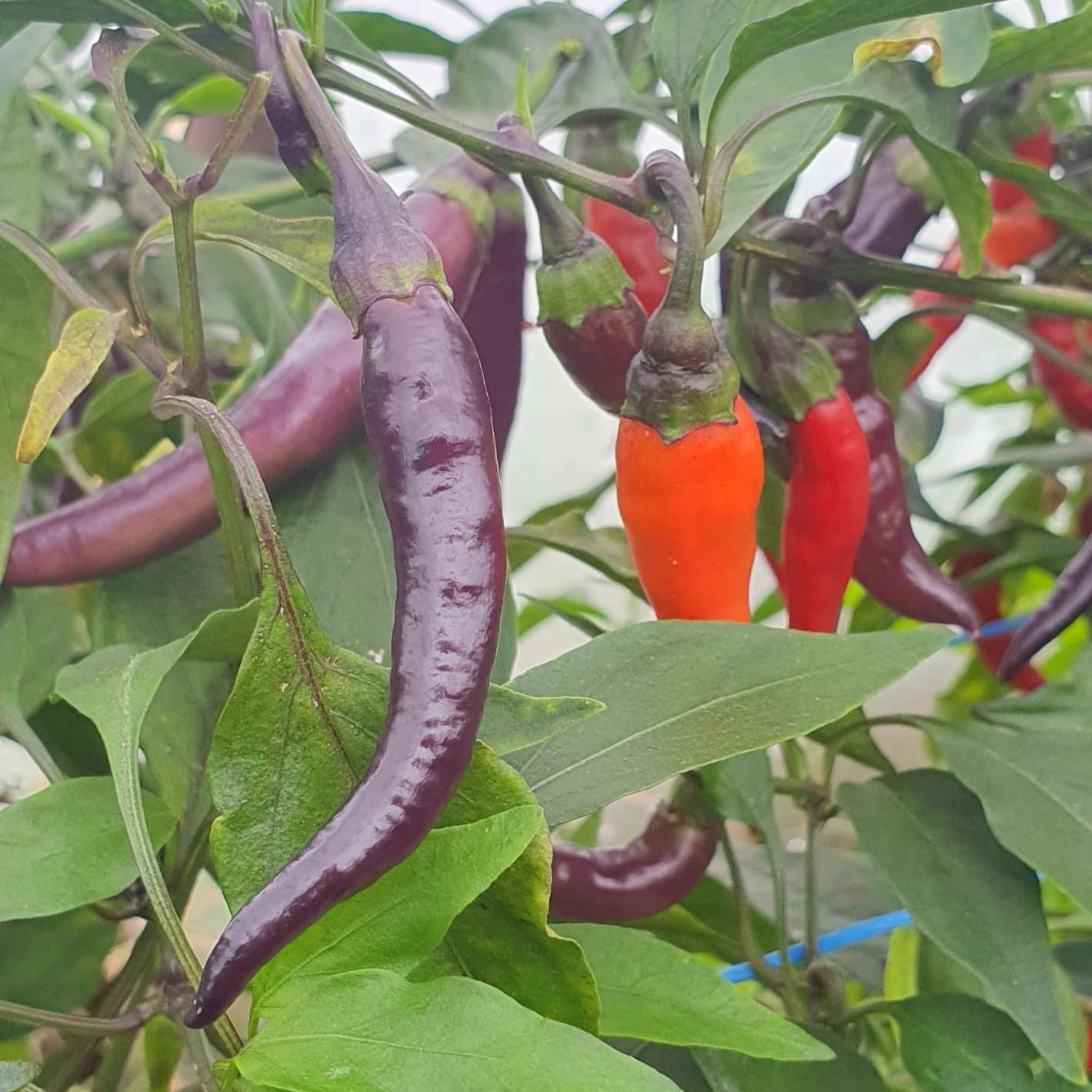 Buena Mulata - Chilipflanze