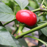 Kirschchili Cherry Bomb - Chilipflanze
