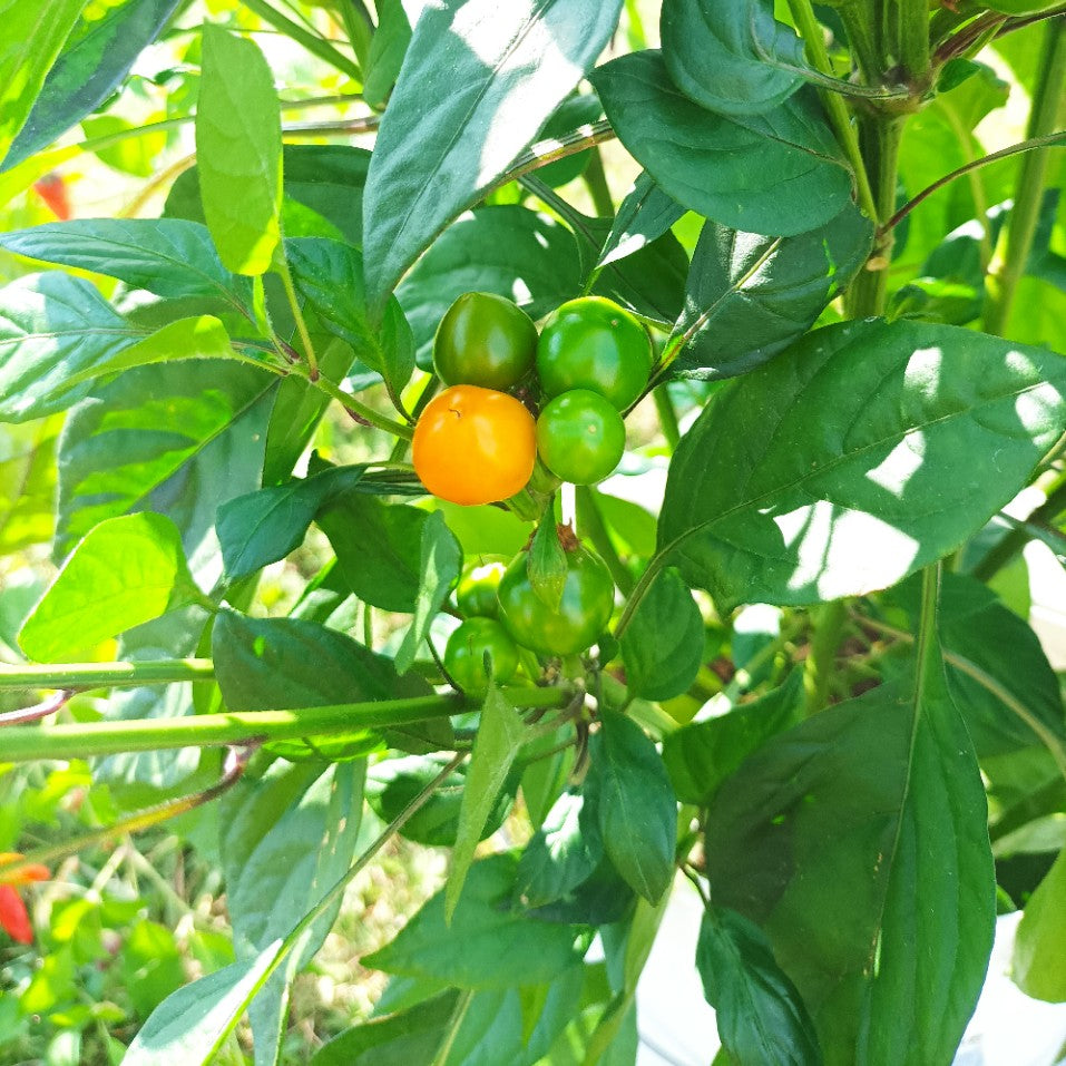 Costa Rica Orange - Chilipflanze