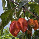 Delirio - Chilipflanze
