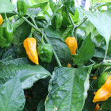 Devil's Tongue Yellow - Chilipflanze