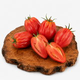 Fiammante - Tomatenpflanze