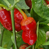 Frankenstein BBG Red - Chilipflanze