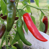 Guajillo - Chilipflanze