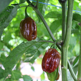 Habanero Chocolate - Chilipflanze