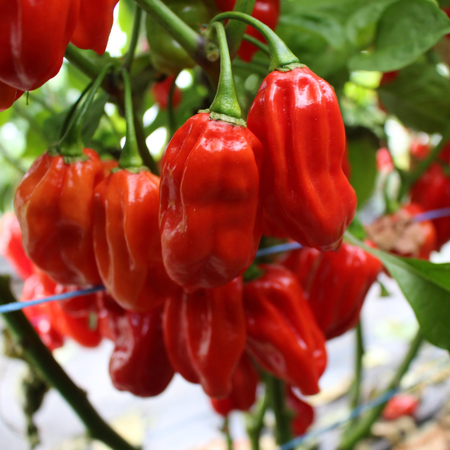 Habanero Red - Chilipflanze
