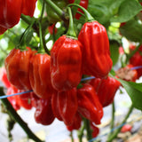 Habanero Red - Chilipflanze