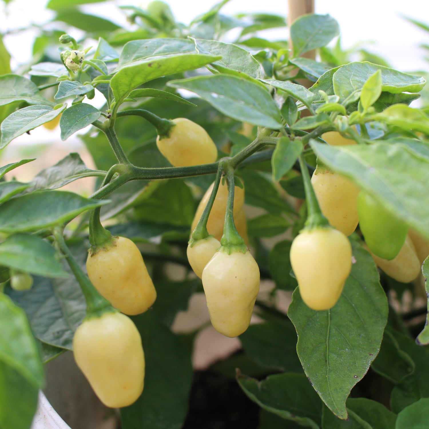 Habanero Peruvian White - Chilipflanze