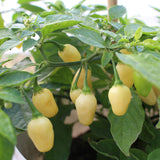 Habanero Peruvian White - Chilipflanze