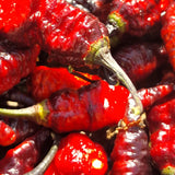 Naga Twister Black - Chilipflanze