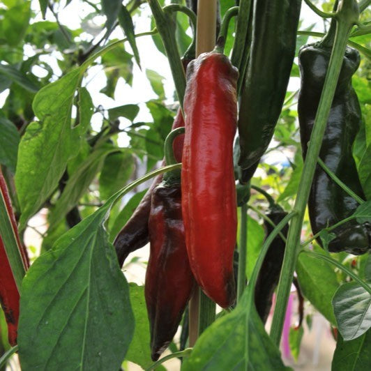NuMex Big Jim - Chilipflanze