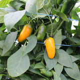 NuMex Jalapeno Pumpkin Spice - Chilipflanze