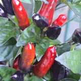 Pickles Blood - Chilipflanze