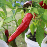 Pimiento de Padron - Chilipflanze
