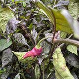 Pink Tiger - Chilipflanze